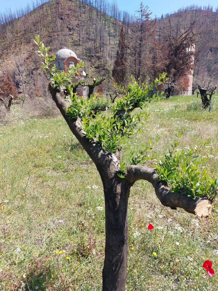 &Epsilon;&Lambda;&Gamma;&Alpha; | &Pi;&rho;&omicron;&kappa;&alpha;&tau;&alpha;&beta;&omicron;&lambda;έ&sigmaf; &gamma;&iota;&alpha; &pi;&upsilon;&rho;ό&pi;&lambda;&eta;&kappa;&tau;&epsilon;&sigmaf; &delta;&epsilon;&nu;&delta;&rho;&omicron;&kappa;&alpha;&lambda;&lambda;&iota;έ&rho;&gamma;&epsilon;&iota;&epsilon;&sigmaf; &alpha;&nu;&alpha;&kappa;&omicron;ί&nu;&omega;&sigma;&epsilon; &omicron; &Lambda;&upsilon;&kappa;&omicron;&upsilon;&rho;έ&nu;&tau;&zeta;&omicron;&sigmaf;