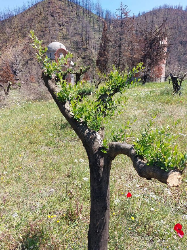 &Epsilon;&Lambda;&Gamma;&Alpha; | &Pi;&rho;&omicron;&kappa;&alpha;&tau;&alpha;&beta;&omicron;&lambda;έ&sigmaf; &gamma;&iota;&alpha; &pi;&upsilon;&rho;ό&pi;&lambda;&eta;&kappa;&tau;&epsilon;&sigmaf; &delta;&epsilon;&nu;&delta;&rho;&omicron;&kappa;&alpha;&lambda;&lambda;&iota;έ&rho;&gamma;&epsilon;&iota;&epsilon;&sigmaf; &alpha;&nu;&alpha;&kappa;&omicron;ί&nu;&omega;&sigma;&epsilon; &omicron; &Lambda;&upsilon;&kappa;&omicron;&upsilon;&rho;έ&nu;&tau;&zeta;&omicron;&sigmaf;