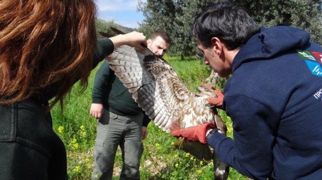 Πρώτες βοήθειες για τραυματισμένη γερακίνα στο Άστρος!