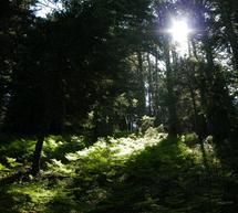 &Mu;&epsilon;&gamma;ά&lambda;&omicron;&sigmaf; &omicron; &kappa;ί&nu;&delta;&upsilon;&nu;&omicron;&sigmaf; &pi;&upsilon;&rho;&kappa;&alpha;&gamma;&iota;ά&sigmaf; &sigma;&tau;&eta;&nu; &Alpha;&rho;&kappa;&alpha;&delta;ί&alpha; &ndash; &Pi;&omicron;&upsilon; &alpha;&pi;&alpha;&gamma;&omicron;&rho;&epsilon;ύ&theta;&eta;&kappa;&epsilon; &eta; &kappa;&upsilon;&kappa;&lambda;&omicron;&phi;&omicron;&rho;ί&alpha; &mu;έ&chi;&rho;&iota; &tau;&eta;&nu; &Tau;&epsilon;&tau;ά&rho;&tau;&eta;