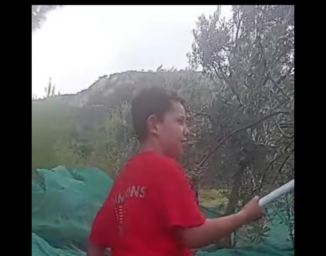 Ο 11χρονος Γιώργος από το Πικέρνι μαζεύει τις ελιές με τον παππού του (vd)