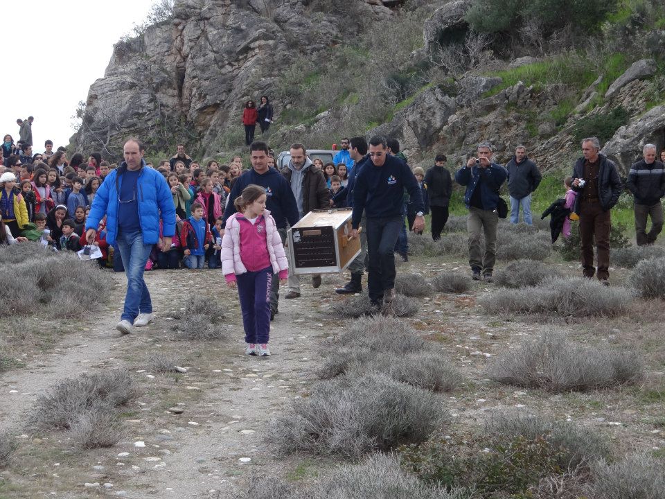 Ένα τσακάλι και τρεις γερακίνες απελευθερώθηκαν στον Μουστό της Κυνουρίας (εικόνες)!