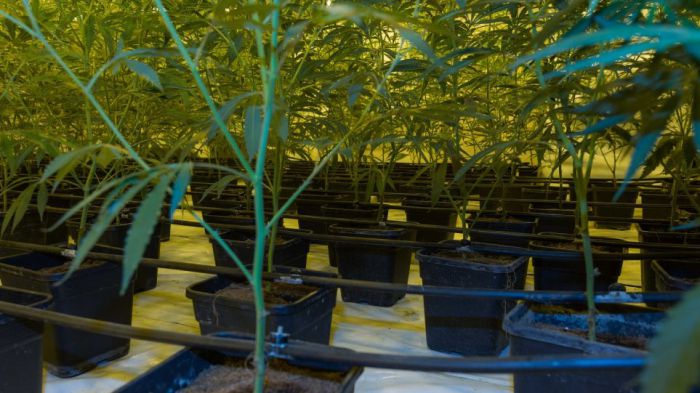 "&Omicron; &Tau;&sigma;&alpha;&kappa;&alpha;&lambda;ώ&tau;&omicron;&sigmaf; &pi;&epsilon;&rho;&iota;&mu;έ&nu;&epsilon;&iota; &epsilon;&pi;&epsilon;&nu;&delta;ύ&sigma;&epsilon;&iota;&sigmaf; &euro;1,5 &delta;&iota;&sigma;. &alpha;&pi;ό &tau;&eta;&nu; &kappa;ά&nu;&nu;&alpha;&beta;&eta;" &lambda;έ&nu;&epsilon; &sigma;&tau;&eta; &Gamma;&epsilon;&rho;&mu;&alpha;&nu;ί&alpha;!