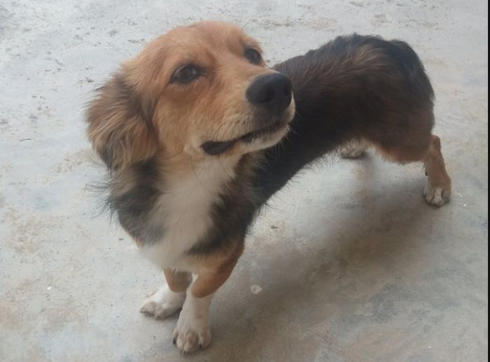Αυτή η σκυλίτσα κυκλοφορεί στην οδό &quot;Λυκούργου&quot; - Την αναζητά κανείς;