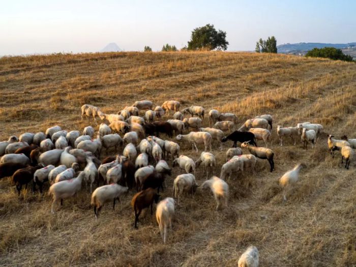 Υφυπουργός Αγροτικής Ανάπτυξης: &quot;Ανοιχτό το θέμα του lockdown για τα αιγοπρόβατα&quot;