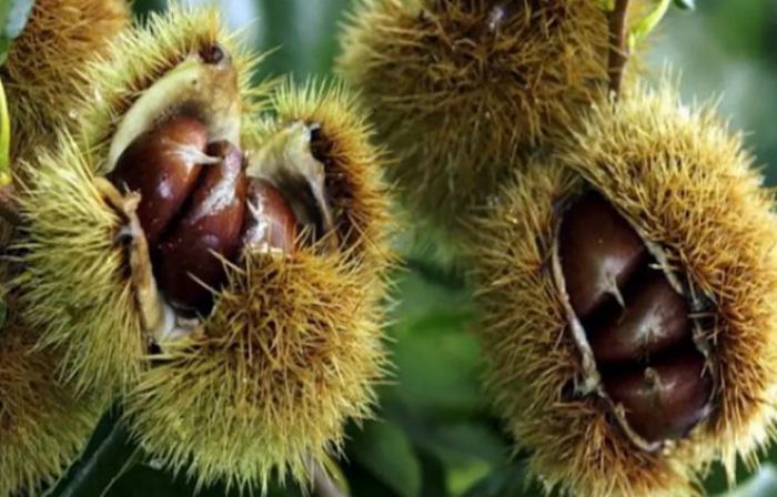 &Epsilon;&lambda;&lambda;&eta;&nu;&iota;&kappa;ή &Lambda;ύ&sigma;&eta; | &Epsilon;&rho;ώ&tau;&eta;&sigma;&eta; &sigma;&tau;&eta; &Beta;&omicron;&upsilon;&lambda;ή &gamma;&iota;&alpha; &tau;&eta;&nu; &alpha;&nu;&alpha;&delta;&iota;ά&rho;&theta;&rho;&omega;&sigma;&eta; &tau;&omicron;&upsilon; &kappa;&alpha;&sigma;&tau;&alpha;&nu;&epsilon;ώ&nu;&alpha; &sigma;&tau;&eta;&nu; &Alpha;&rho;&kappa;&alpha;&delta;ί&alpha;