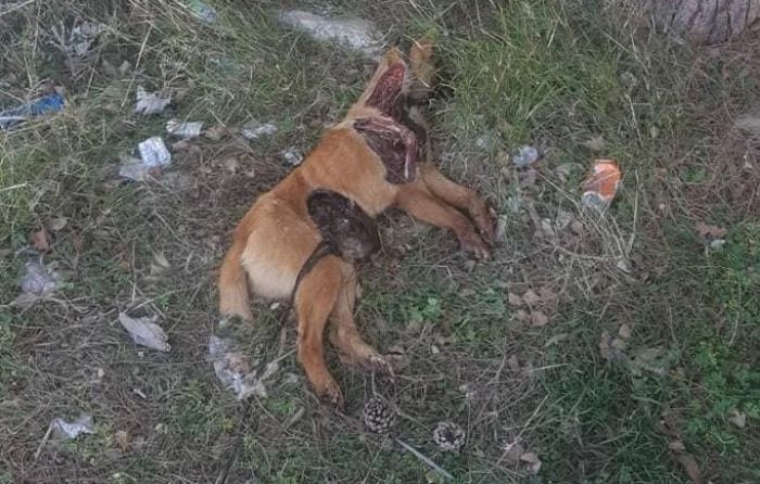 Εγκατέλειψαν σκυλάκι και το άφησαν δεμένο στον "Κωλοσούρτη" - Βρέθηκε νεκρό και κατακρεουργημένο