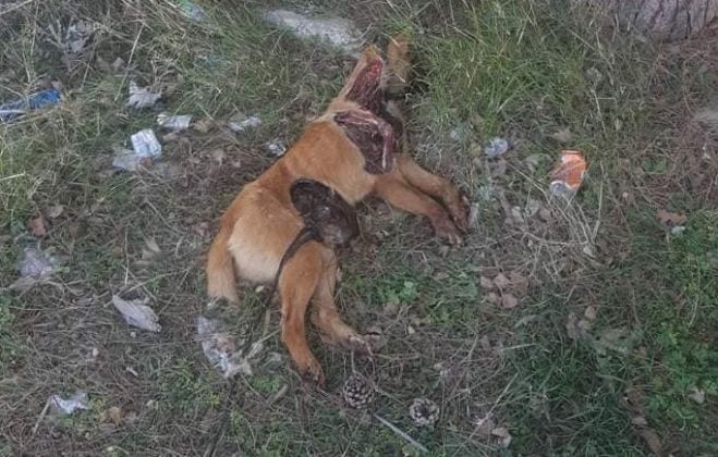 &Epsilon;&gamma;&kappa;&alpha;&tau;έ&lambda;&epsilon;&iota;&psi;&alpha;&nu; &sigma;&kappa;&upsilon;&lambda;ά&kappa;&iota; &kappa;&alpha;&iota; &tau;&omicron; ά&phi;&eta;&sigma;&alpha;&nu; &delta;&epsilon;&mu;έ&nu;&omicron; &sigma;&tau;&omicron;&nu; "&Kappa;&omega;&lambda;&omicron;&sigma;&omicron;ύ&rho;&tau;&eta;" - &Beta;&rho;έ&theta;&eta;&kappa;&epsilon; &nu;&epsilon;&kappa;&rho;ό &kappa;&alpha;&iota; &kappa;&alpha;&tau;&alpha;&kappa;&rho;&epsilon;&omicron;&upsilon;&rho;&gamma;&eta;&mu;έ&nu;&omicron;