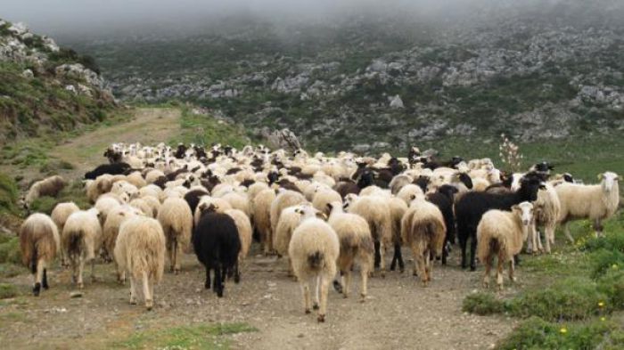 &Mu;έ&tau;&rho;&alpha; &pi;&rho;&omicron;&sigma;&tau;&alpha;&sigma;ί&alpha;&sigmaf; &alpha;&pi;ό &tau;&omicron;&nu; &kappa;&alpha;&tau;&alpha;&rho;&rho;&omicron;ϊ&kappa;ό &pi;&upsilon;&rho;&epsilon;&tau;ό &tau;&omicron;&upsilon; &pi;&rho;&omicron;&beta;ά&tau;&omicron;&upsilon; &sigma;&tau;&eta;&nu; &Pi;&epsilon;&rho;&iota;&phi;έ&rho;&epsilon;&iota;&alpha; &Pi;&epsilon;&lambda;&omicron;&pi;&omicron;&nu;&nu;ή&sigma;&omicron;&upsilon;