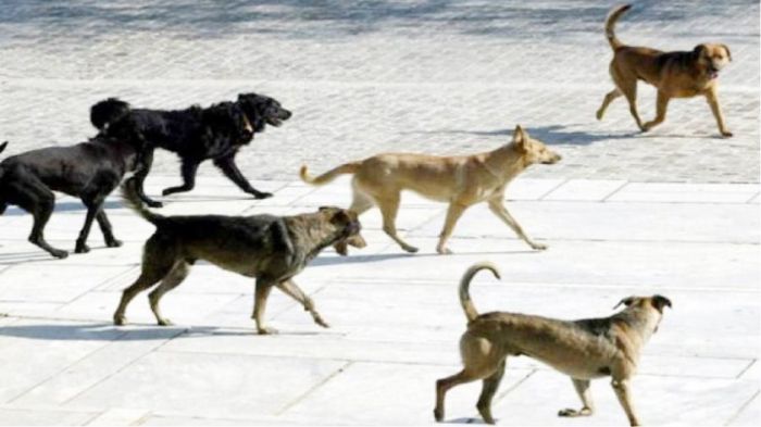 Έ&rho;&chi;&omicron;&nu;&tau;&alpha;&iota; &alpha;&nu;&alpha;&kappa;&omicron;&iota;&nu;ώ&sigma;&epsilon;&iota;&sigmaf; &gamma;&iota;&alpha; &tau;&eta; &delta;&iota;&alpha;&chi;&epsilon;ί&rho;&iota;&sigma;&eta; &tau;&omega;&nu; &alpha;&delta;έ&sigma;&pi;&omicron;&tau;&omega;&nu; &sigma;&tau;&eta;&nu; &Tau;&rho;ί&pi;&omicron;&lambda;&eta;!
