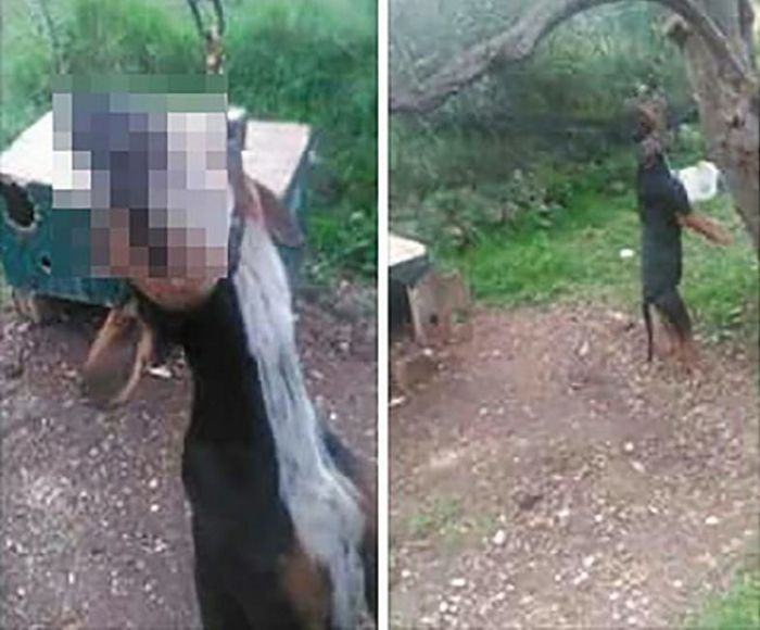 &Alpha;&pi;&omicron;&tau;&rho;ό&pi;&alpha;&iota;&omicron;&hellip; &Beta;&rho;ή&kappa;&epsilon; &tau;&omicron; &sigma;&kappa;ύ&lambda;&omicron; &tau;&omicron;&upsilon;, &kappa;&rho;&epsilon;&mu;&alpha;&sigma;&mu;έ&nu;&omicron; &sigma;&epsilon; &delta;έ&nu;&tau;&rho;&omicron;