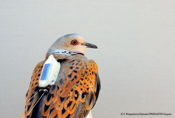 &Eta; "&Alpha;&theta;&eta;&nu;ά" ά&nu;&omicron;&iota;&xi;&epsilon; &tau;&alpha; &phi;&tau;&epsilon;&rho;ά &tau;&eta;&sigmaf; &kappa;&alpha;&iota; &pi;έ&rho;&alpha;&sigma;&epsilon; &alpha;&pi;ό &tau;&eta;&nu; &Alpha;&nu;&alpha;&tau;&omicron;&lambda;&iota;&kappa;ή &Pi;&epsilon;&lambda;&omicron;&pi;ό&nu;&nu;&eta;&sigma;&omicron;