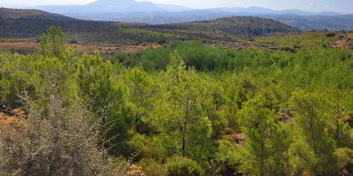 Δασικοί χάρτες | Ικανοποίηση Τατούλη για την ανταπόκριση του Υπουργείου Περιβάλλοντος στο αίτημα παράτασης