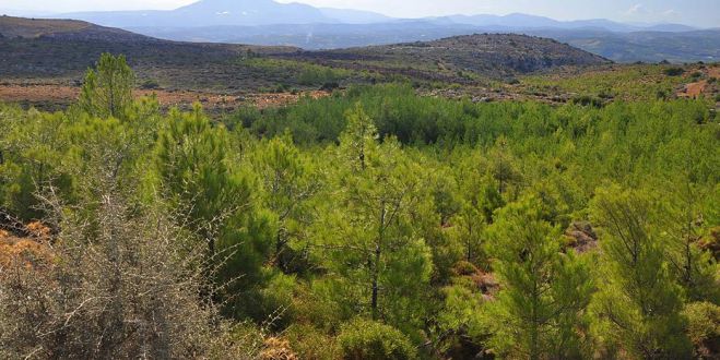 Δασικοί χάρτες | Ικανοποίηση Τατούλη για την ανταπόκριση του Υπουργείου Περιβάλλοντος στο αίτημα παράτασης