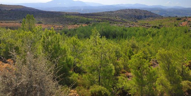 Δασικοί χάρτες | Ικανοποίηση Τατούλη για την ανταπόκριση του Υπουργείου Περιβάλλοντος στο αίτημα παράτασης