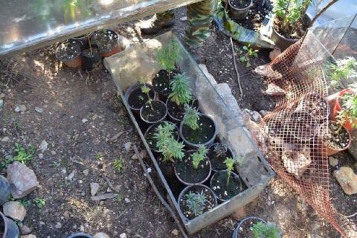 Φυτεία δενδρυλλίων κάνναβης εντοπίστηκε σε δασική περιοχή της Μεσσηνίας