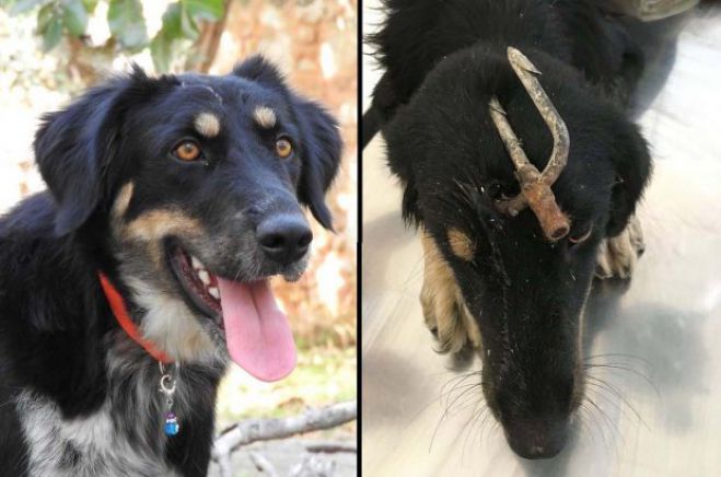 &Sigma;&alpha;&delta;&iota;&sigma;&mu;ό&sigmaf; ... &Kappa;ά&rho;&phi;&omega;&sigma;&alpha;&nu; &tau;&rho;ί&alpha;&iota;&nu;&alpha; &sigma;&tau;&omicron;&nu; &kappa;&rho;&alpha;&nu;ί&omicron; &alpha;&delta;έ&sigma;&pi;&omicron;&tau;&omicron;&upsilon; &sigma;&kappa;ύ&lambda;&omicron;&upsilon; - &Epsilon;&upsilon;&tau;&upsilon;&chi;ώ&sigmaf;, &eta; &sigma;&kappa;&upsilon;&lambda;ί&tau;&sigma;&alpha;, &epsilon;ί&nu;&alpha;&iota; &pi;&lambda;έ&omicron;&nu; &kappa;&alpha;&lambda;ά!