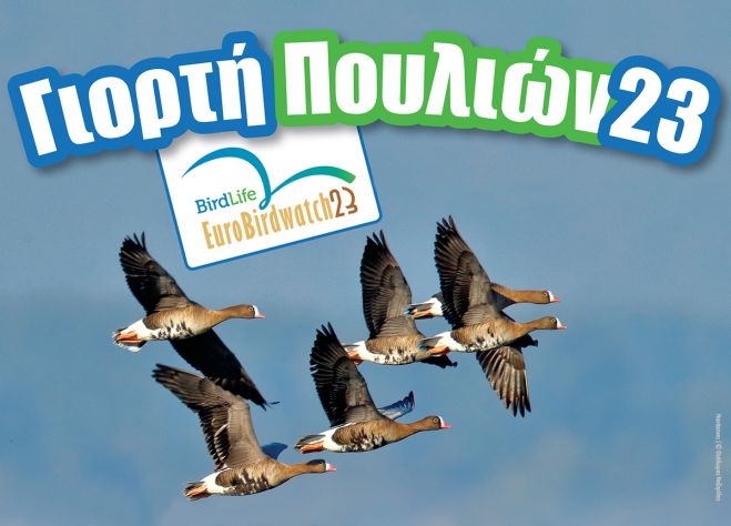 Γιορτή των Πουλιών 2023 | Γιορτάζουμε τη φθινοπωρινή μετανάστευση στον υγρότοπο Μουστού!