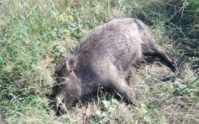 &Theta;&eta;&rho;&omicron;&phi;&upsilon;&lambda;&alpha;&kappa;ή | &Kappa;&rho;&omicron;ύ&sigma;&mu;&alpha; &mu;&epsilon; &lambda;&alpha;&theta;&rho;&omicron;&kappa;&upsilon;&nu;&eta;&gamma;&omicron;ύ&sigmaf; &sigma;&tau;&eta;&nu; &pi;&epsilon;&rho;&iota;&omicron;&chi;ή &tau;&eta;&sigmaf; &Beta;&lambda;&alpha;&chi;έ&rho;&nu;&alpha;&sigmaf;