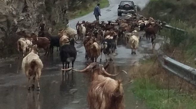 Ένας δρόμος γεμάτος … γίδια στη Γορτυνία!