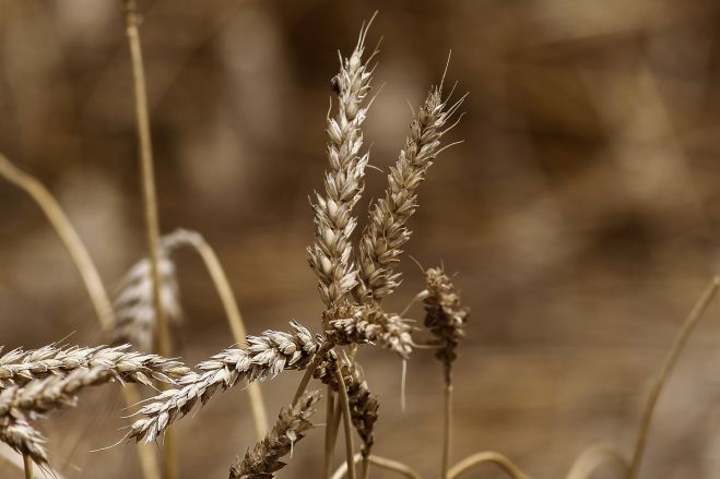 Παρέμβαση από το Επιμελητήριο Αρκαδίας | Ανέφικτος ο τρόπος καταγραφής αποθεμάτων
