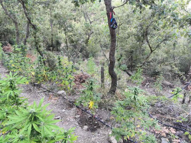 &Phi;&upsilon;&tau;&epsilon;ί&alpha; &kappa;ά&nu;&nu;&alpha;&beta;&eta;&sigmaf; &epsilon;&nu;&tau;&omicron;&pi;ί&sigma;&tau;&eta;&kappa;&epsilon; &sigma;&epsilon; &delta;&alpha;&sigma;&iota;&kappa;ή &pi;&epsilon;&rho;&iota;&omicron;&chi;ή &alpha;&nu;ά&mu;&epsilon;&sigma;&alpha; &sigma;&epsilon; &Kappa;&alpha;&lambda;&alpha;&mu;ά&tau;&alpha; &kappa;&alpha;&iota; &Mu;&epsilon;&gamma;&alpha;&lambda;ό&pi;&omicron;&lambda;&eta; (&epsilon;&iota;&kappa;ό&nu;&epsilon;&sigmaf; - &beta;ί&nu;&tau;&epsilon;&omicron;)