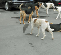 &Kappa;&alpha;&theta;&eta;&mu;&epsilon;&rho;&iota;&nu;ό &phi;&alpha;&iota;&nu;ό&mu;&epsilon;&nu;&omicron; &omicron;&iota; &epsilon;&pi;&iota;&theta;έ&sigma;&epsilon;&iota;&sigmaf; &alpha;&delta;έ&sigma;&pi;&omicron;&tau;&omega;&nu; &sigma;&kappa;ύ&lambda;&omega;&nu; &sigma;&tau;&eta;&nu; &Tau;&rho;ί&pi;&omicron;&lambda;&eta;