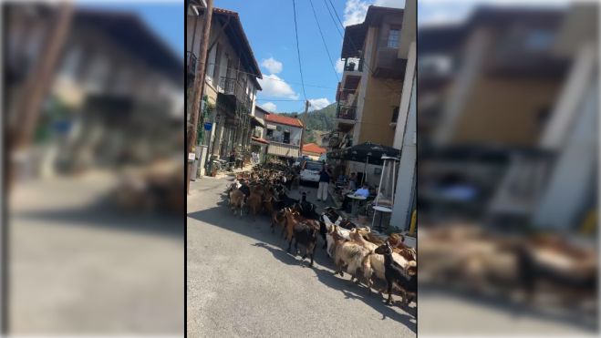 Κοπάδι με κατσίκια βγήκαν στους δρόμους της Δημητσάνας! (vd)