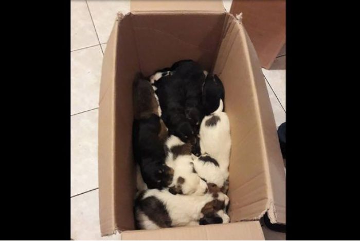 Ανδρίτσαινα | Πέταξε τσουβάλια με 18 ζωντανά κουτάβια σε γκρεμό (vd)