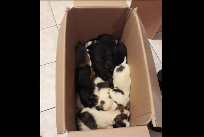 Ανδρίτσαινα | Πέταξε τσουβάλια με 18 ζωντανά κουτάβια σε γκρεμό (vd)