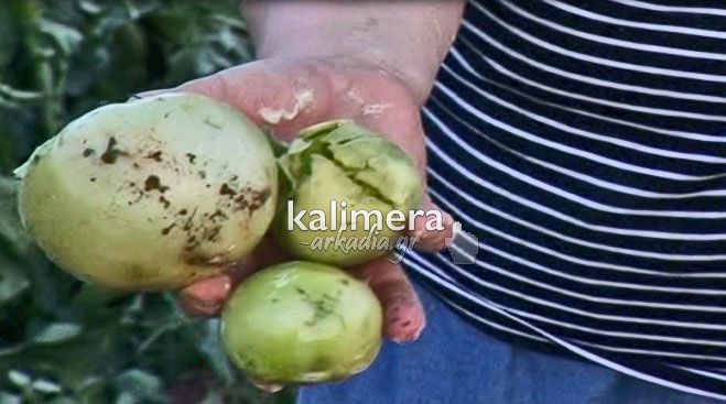 Χαλάζι σε μέγεθος .. καρυδιού προκάλεσε μεγάλες ζημιές σε αγροτικές περιοχές της Αρκαδίας! (vd)