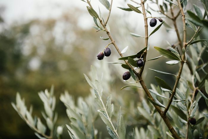 Ελαιόλαδο | Στα ύψη η τιμή του και την επόμενη χρονιά