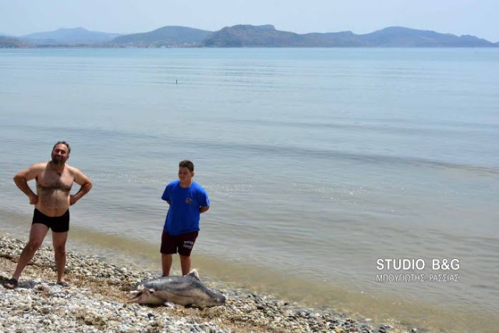 Νεκρό δελφίνι σε παραλία της Αργολίδας