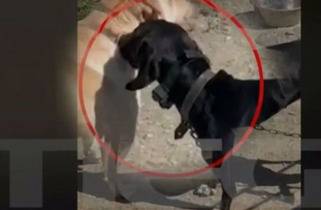 &Beta;&alpha;&sigma;ά&nu;&iota;&zeta;&epsilon; &sigma;&kappa;ύ&lambda;&omicron; &mu;&epsilon; &eta;&lambda;&epsilon;&kappa;&tau;&rho;&omicron;&sigma;ό&kappa; - &Alpha;&upsilon;&tau;ό&phi;&omega;&rho;&omicron; &kappa;&alpha;&iota; &pi;&rho;ό&sigma;&tau;&iota;&mu;&omicron; 15.600 &euro; (vd)