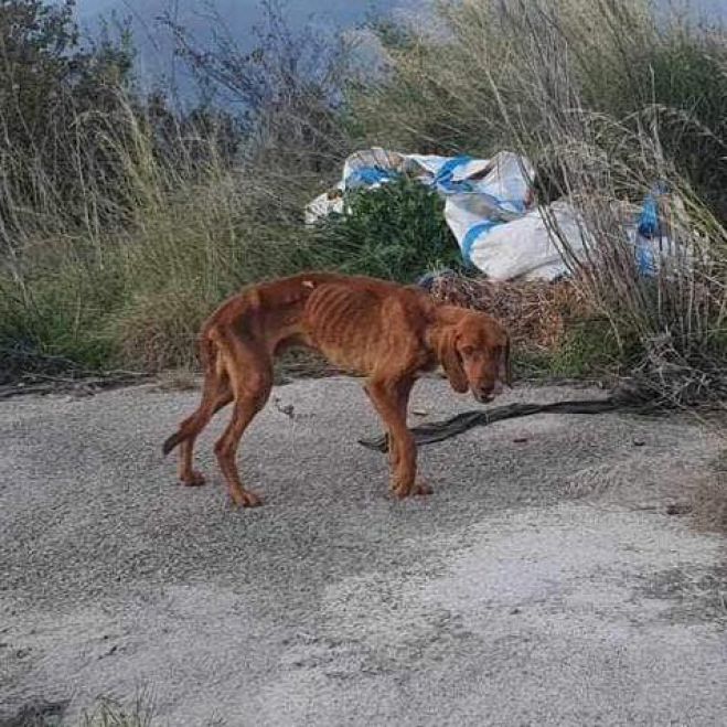 Σκυλάκι βρέθηκε σκελετωμένο στην παλιά Εθνική οδό Καλαμάτας-Τρίπολης (εικόνες)