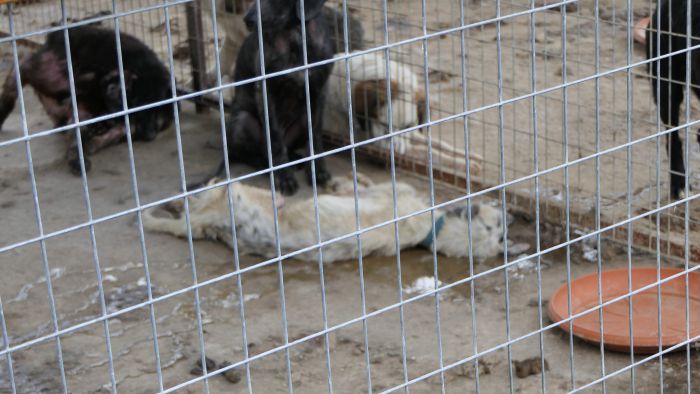 &Tau;&omicron; &beta;ί&nu;&tau;&epsilon;&omicron; - &sigma;&omicron;&kappa; &tau;&eta;&sigmaf; &phi;&iota;&lambda;&omicron;&zeta;&omega;&iota;&kappa;ή&sigmaf; "Save a greek stray" &gamma;&iota;&alpha; &tau;&omicron; &delta;&eta;&mu;&omicron;&tau;&iota;&kappa;ό &kappa;&upsilon;&nu;&omicron;&kappa;&omicron;&mu;&epsilon;ί&omicron; &Sigma;&pi;ά&rho;&tau;&eta;&sigmaf; | "&Alpha;&rho;&rho;&omega;&sigma;&tau;ή&sigma;&alpha;&mu;&epsilon; &alpha;&pi;ό &tau;&alpha; &kappa;&lambda;ά&mu;&alpha;&tau;&alpha;, &tau;&iota;&sigmaf; &kappa;&rho;&alpha;&upsilon;&gamma;έ&sigmaf; &kappa;&alpha;&iota; &tau;&eta; &sigma;&alpha;&pi;ί&lambda;&alpha;"