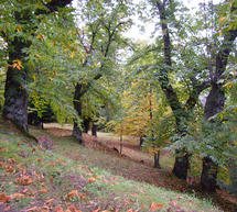 &laquo;&Gamma;&iota;&omicron;&rho;&tau;ή &tau;&omicron;&upsilon; &Delta;ά&sigma;&omicron;&upsilon;&sigmaf;&raquo; &sigma;&tau;&eta;&nu; &pi;&alpha;&nu;έ&mu;&omicron;&rho;&phi;&eta; &Kappa;&alpha;&sigma;&tau;ά&nu;&iota;&tau;&sigma;&alpha;!