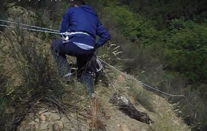 Συνεχίζεται η κόντρα Φιλοζωικής και Πολιτιστικού Συλλόγου Νυμφασίας για σκυλάκι που βρέθηκε πεταμένο σε χαράδρα (vd)