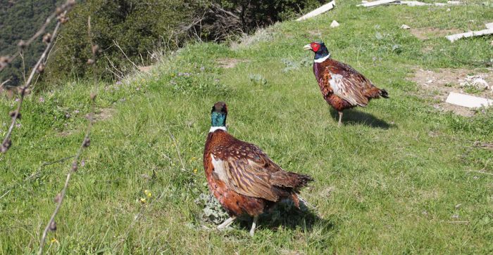 Κυνήγι - 200 φασιανοί θα απελευθερωθούν σε περιοχές της Γορτυνίας!