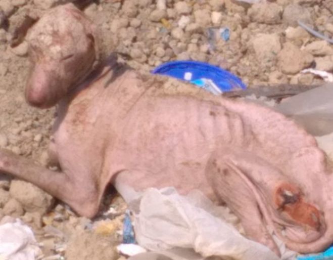 Σε τραγική κατάσταση εντοπίστηκε σκυλάκι σε χωματερή της Κορινθίας
