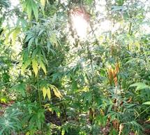 &Epsilon;&nu;&tau;&omicron;&pi;ί&sigma;&tau;&eta;&kappa;&epsilon; &phi;&upsilon;&tau;&epsilon;ί&alpha; &mu;&epsilon; 196 &delta;&epsilon;&nu;&delta;&rho;ύ&lambda;&lambda;&iota;&alpha; &kappa;ά&nu;&nu;&alpha;&beta;&eta;&sigmaf; &sigma;&tau;&eta; &Mu;&epsilon;&sigma;&sigma;&eta;&nu;ί&alpha;