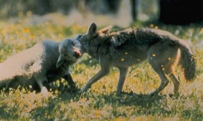 Σοβαρό πρόβλημα με τσακάλια και λύκους στη Γορτυνία - Έκτακτο δημοτικό συμβούλιο ζητά ο Γεωργακόπουλος