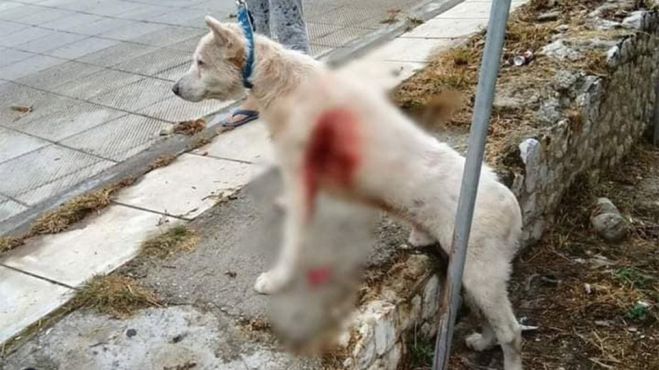 Σκληρές εικόνες | Bίντεο από τον βασανισμό του σκύλου στη Νίκαια