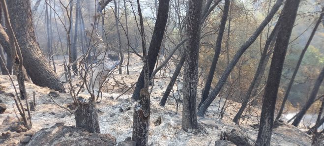Έ&kappa;&tau;&alpha;&kappa;&tau;&omicron; &pi;&epsilon;&rho;&iota;&phi;&epsilon;&rho;&epsilon;&iota;&alpha;&kappa;ό &sigma;&upsilon;&mu;&beta;&omicron;ύ&lambda;&iota;&omicron; &gamma;&iota;&alpha; &epsilon;&nu;ί&sigma;&chi;&upsilon;&sigma;&eta; &sigma;&tau;&omicron;&upsilon;&sigmaf; &pi;&lambda;&eta;&gamma;έ&nu;&tau;&epsilon;&sigmaf; &zeta;&eta;&tau;ά &omicron; &Tau;&alpha;&tau;&omicron;ύ&lambda;&eta;&sigmaf;