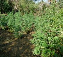 &Epsilon;&nu;&tau;&omicron;&pi;ί&sigma;&tau;&eta;&kappa;&epsilon; &phi;&upsilon;&tau;&epsilon;ί&alpha; &kappa;&alpha;&iota; &epsilon;&kappa;&rho;&iota;&zeta;ώ&theta;&eta;&kappa;&alpha;&nu; 201 &delta;&epsilon;&nu;&delta;&rho;ύ&lambda;&lambda;&iota;&alpha; &kappa;ά&nu;&nu;&alpha;&beta;&eta;&sigmaf; &sigma;&tau;&eta;&nu; &Kappa;&omicron;&rho;&iota;&nu;&theta;ί&alpha;