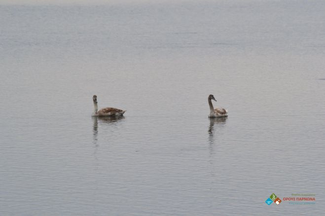 &Omicron; &Phi;&omicron;&rho;έ&alpha;&sigmaf; &Delta;&iota;&alpha;&chi;&epsilon;ί&rho;&iota;&sigma;&eta;&sigmaf; &Mu;&omicron;&upsilon;&sigma;&tau;&omicron;ύ &gamma;&rho;ά&phi;&epsilon;&iota; &gamma;&iota;&alpha; &tau;&omicron;&nu; &beta;&omicron;&upsilon;&beta;ό&kappa;&upsilon;&kappa;&nu;&omicron;! (&epsilon;&iota;&kappa;ό&nu;&epsilon;&sigmaf;)