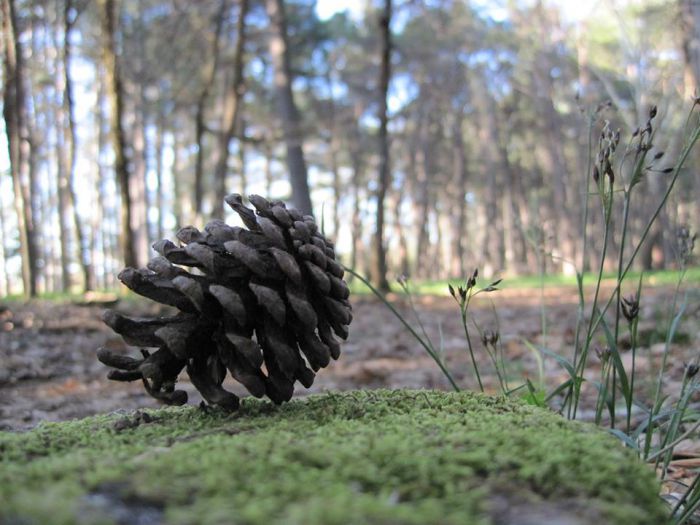 &Kappa;&alpha;&theta;&eta;&mu;&epsilon;&rho;&iota;&nu;έ&sigmaf; &pi;&epsilon;&rho;&iota;&pi;&omicron;&lambda;ί&epsilon;&sigmaf; &xi;&epsilon;&kappa;&iota;&nu;&omicron;ύ&nu; &sigma;&tau;&omicron; &Mu;&alpha;ί&nu;&alpha;&lambda;&omicron;!