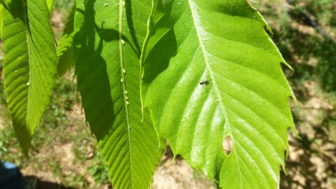 &Alpha;&rho;&kappa;&alpha;&delta;ί&alpha; | &Kappa;&alpha;&tau;&alpha;&pi;&omicron;&lambda;έ&mu;&eta;&sigma;&eta; &tau;&eta;&sigmaf; &sigma;&phi;ή&kappa;&alpha;&sigmaf; &tau;&eta;&sigmaf; &kappa;&alpha;&sigma;&tau;&alpha;&nu;&iota;ά&sigmaf; &mu;&epsilon; έ&nu;&tau;&omicron;&mu;&alpha; Torymus sinensis!