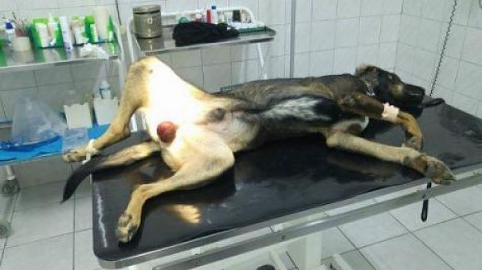 Βαρβαρότητα: Κάρφωσε σύρμα στους όρχεις σκύλου και τον άφησε να υποφέρει (εικόνες)
