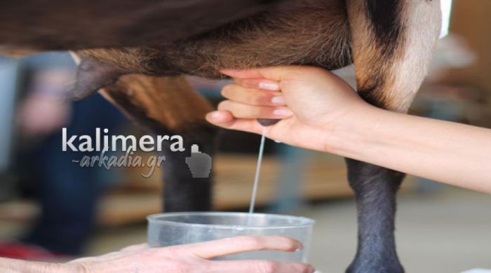 Αρκαδία | Καταρρέουν οι τιμές γάλακτος και κρέατος - Σε απόγνωση οι κτηνοτρόφοι - Ερώτηση Οδυσσέα στη Βουλή